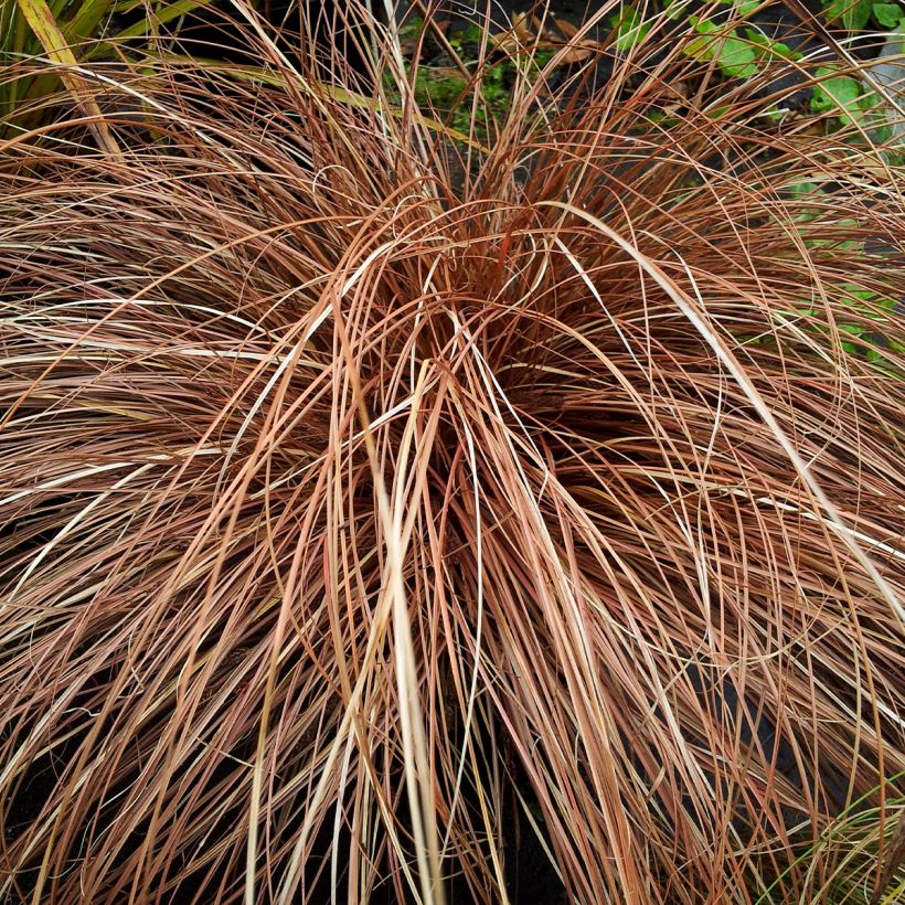 Carex flagellifera Bronzita - Laîche de Nouvelle-Zélande (Port)