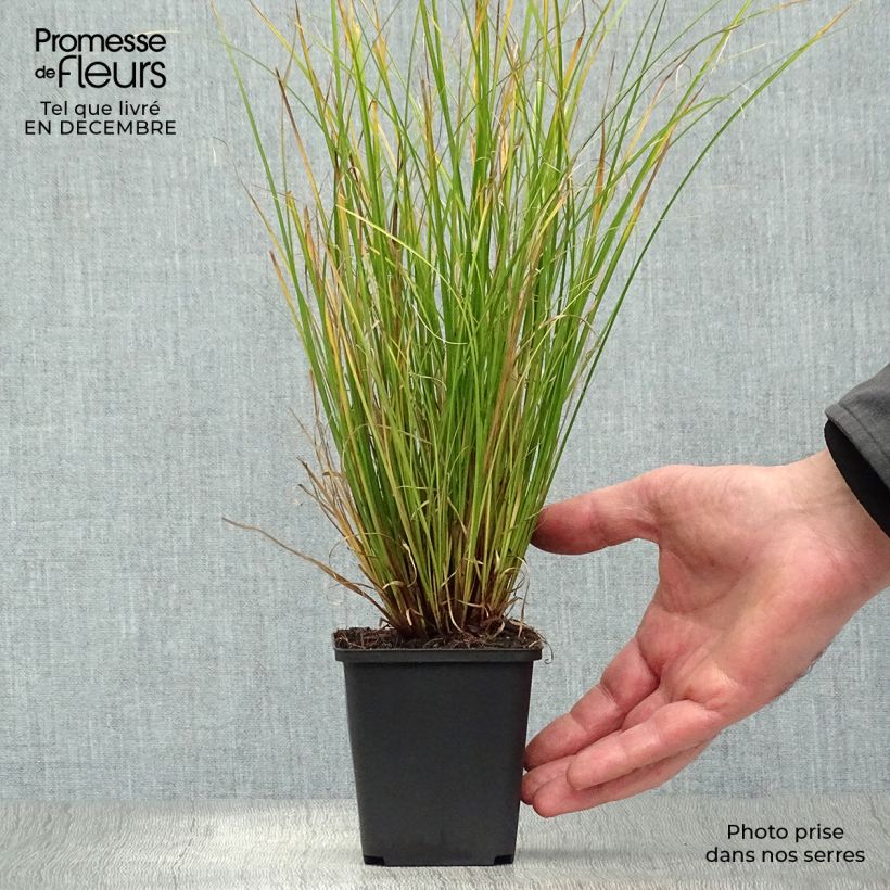 Spécimen de Carex flagellifera Kiwi - Laîche Kiwi  Godet de 8/9 cm tel que livré en hiver