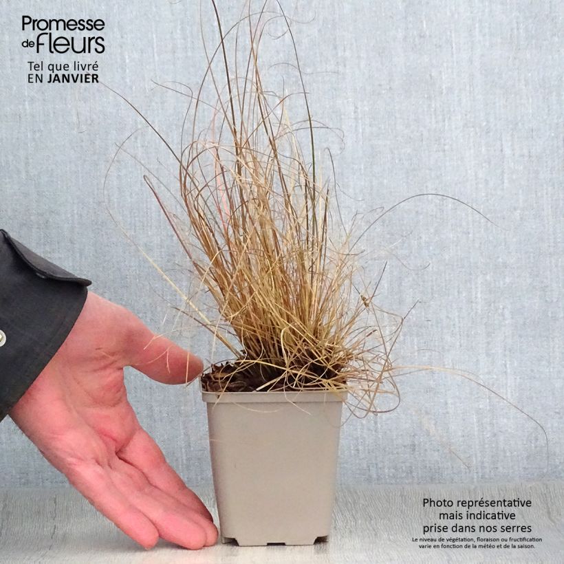 Spécimen de Carex flagellifera - Laîche de Nouvelle-Zélande Godet de 8/9 cm tel que livré en hiver