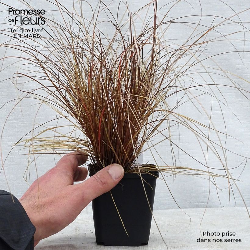 Spécimen de Carex flagellifera - Laîche de Nouvelle-Zélande Godet de 8/9 cm tel que livré au printemps