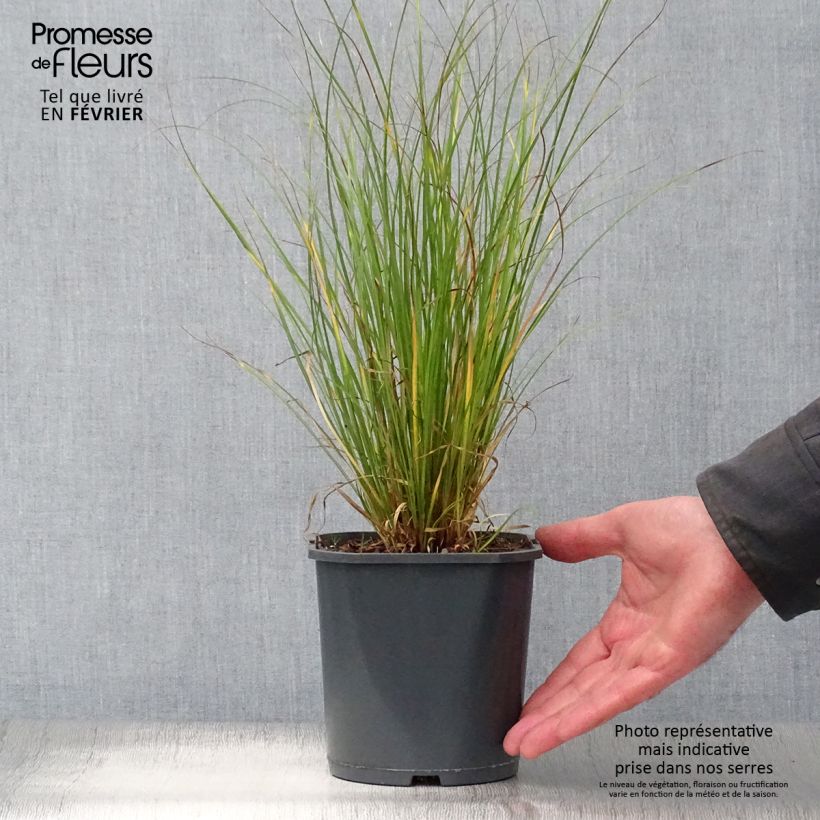 Spécimen de Carex flagellifera - Laîche de Nouvelle-Zélande Pot de 2L/3L tel que livré en hiver