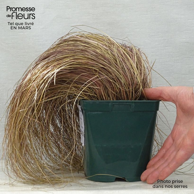 Spécimen de Carex flagellifera - Laîche de Nouvelle-Zélande Pot de 2L/3L tel que livré au printemps