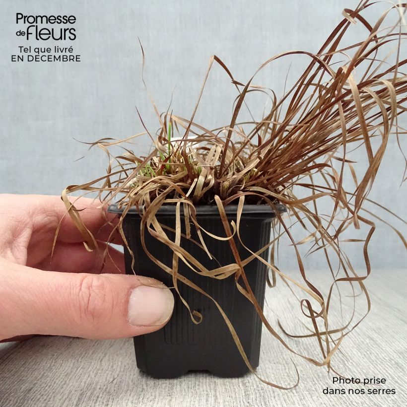 Spécimen de Carex montana - Laîche des montagnes Godet de 8/9 cm tel que livré en hiver