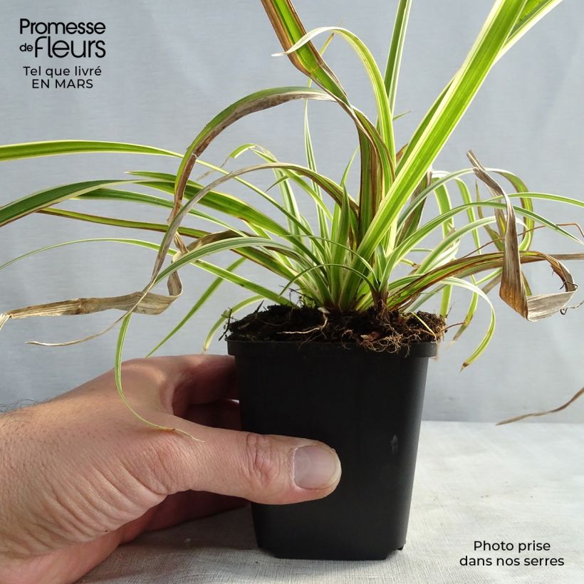Spécimen de Carex morrowii Aureovariegata - Laîche du Japon Godet de 8/9 cm tel que livré en hiver