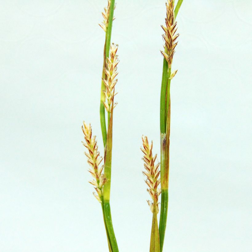 Carex morrowii Ice Dance - Laîche du Japon (Floraison)