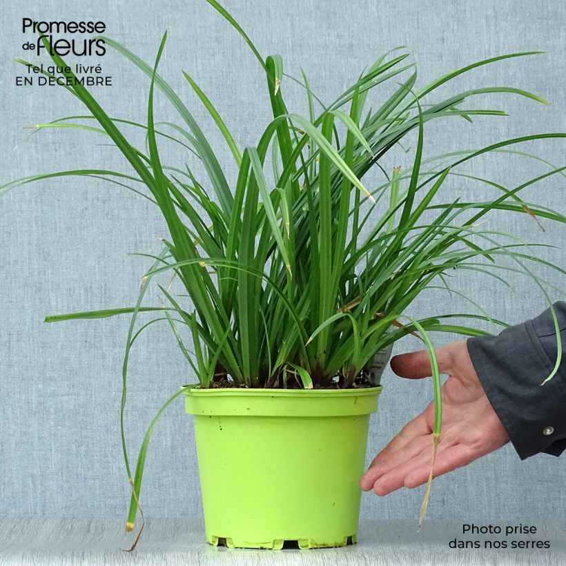 Spécimen de Carex morrowii Irish Green - Laîche du Japon Pot de 2L/3L tel que livré en hiver