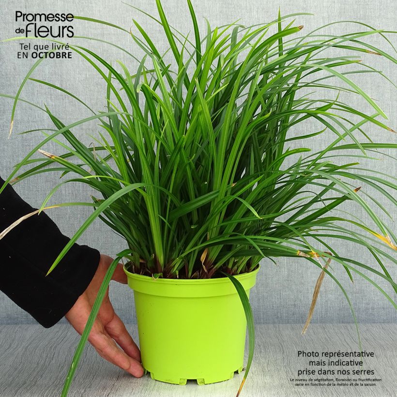 Spécimen de Carex morrowii Irish Green - Laîche du Japon Pot de 2L/3L tel que livré en automne