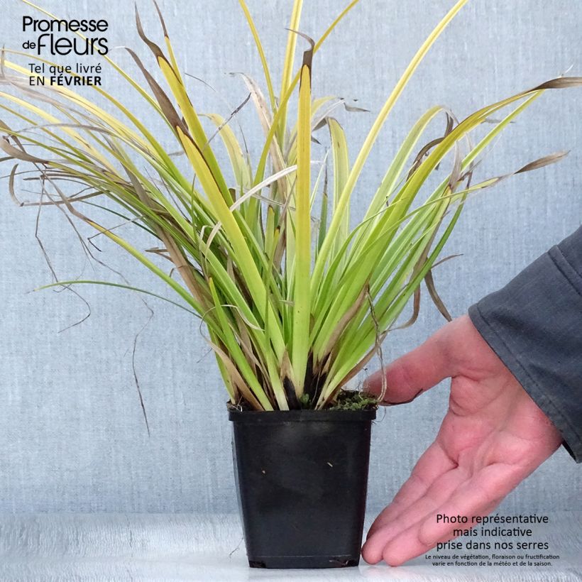 Spécimen de Carex morrowii Variegata - Laîche du Japon Godet de 8/9 cm tel que livré en hiver