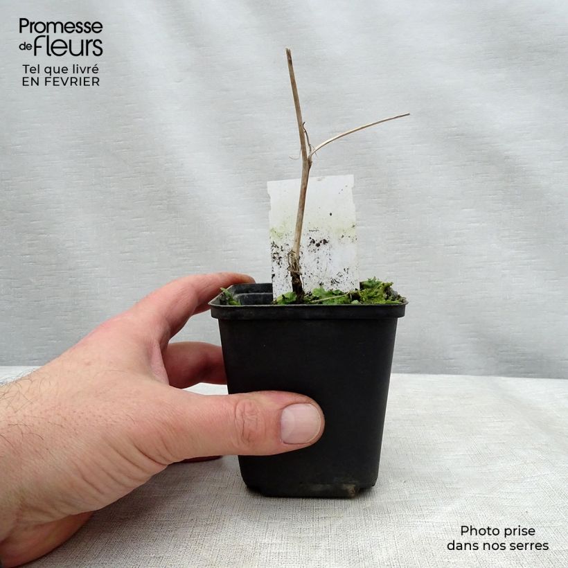 Spécimen de Carex morrowii Variegata - Laîche du Japon Pot de 1L/1,5L tel que livré en hiver