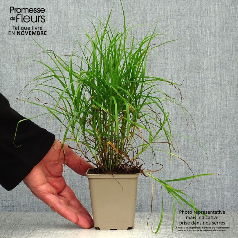 Spécimen de Carex muskingumensis - Laiche d Amerique Godet de 8/9 cm tel que livré en automne