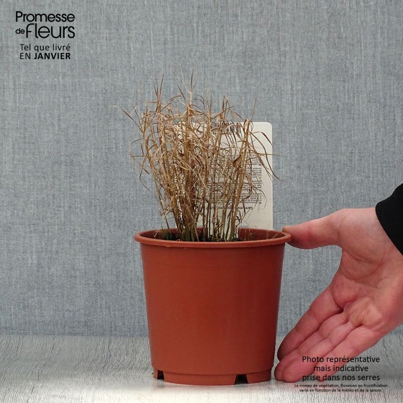 Spécimen de Carex muskingumensis Little Midge - Laîche d'Amérique Pot de 1L/1,5L tel que livré en hiver