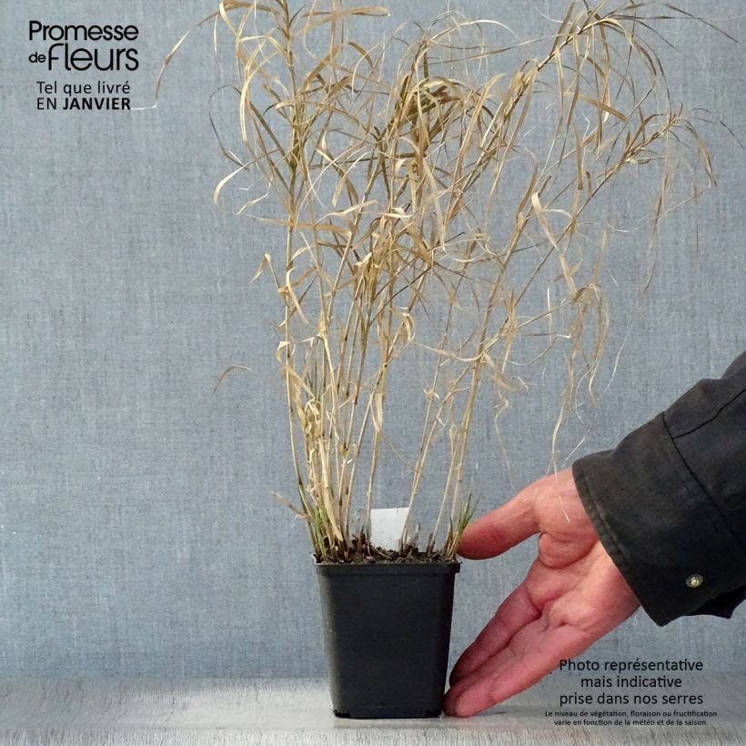 Spécimen de Carex muskingumensis Silberstreif - Laîche d'Amérique Godet de 8/9 cm tel que livré en hiver