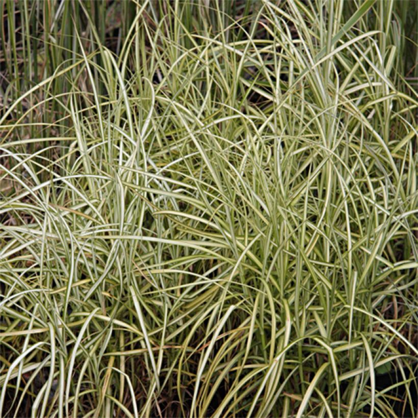 Carex muskingumensis Silberstreif - Laîche d'Amérique (Feuillage)