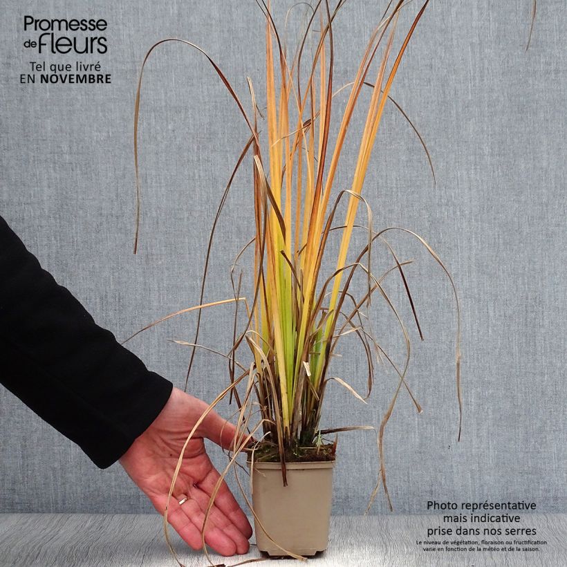 Spécimen de Carex nigra - Laîche noire Godet de 8/9 cm tel que livré en automne