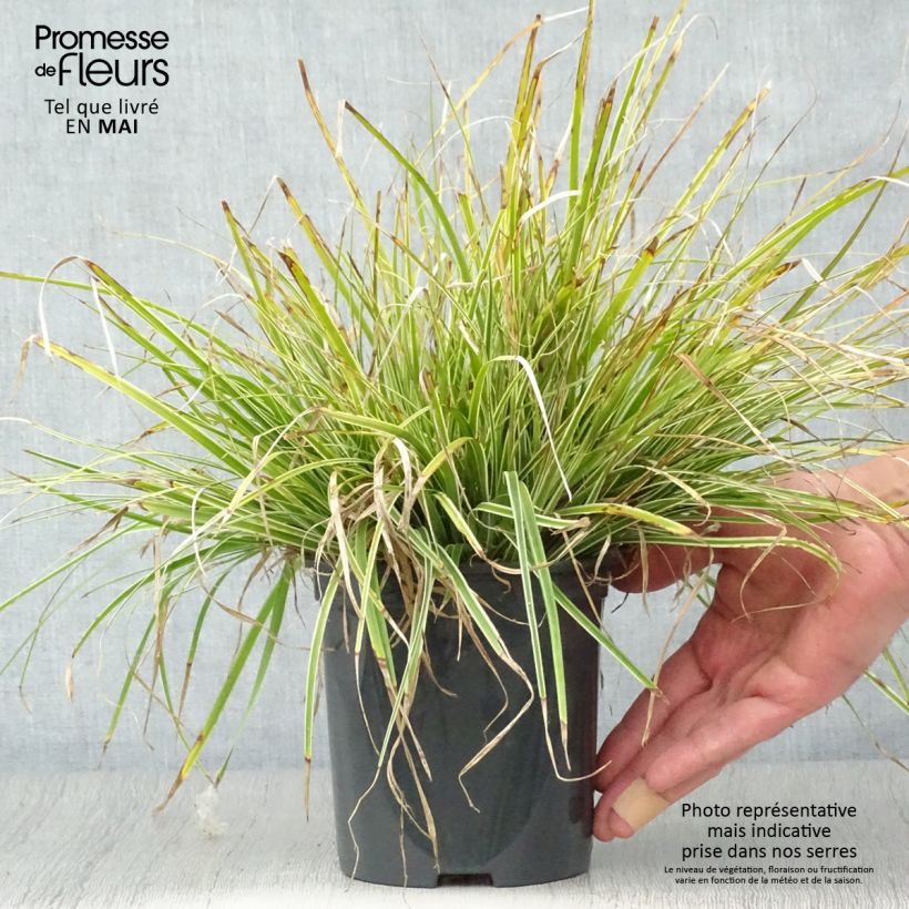 Spécimen de Carex oshimensis Everest® - Laîche d'Oshima Pot de 2L/3L tel que livré au printemps