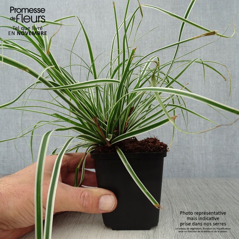 Spécimen de Carex oshimensis Everest® - Laîche d'Oshima Godet de 8/9 cm tel que livré en automne