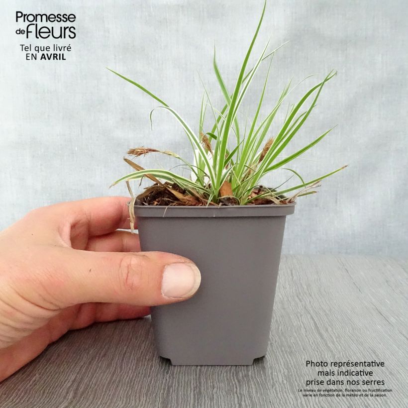 Spécimen de Carex oshimensis Everest® - Laîche d'Oshima Godet de 8/9 cm tel que livré au printemps