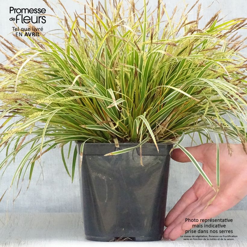 Spécimen de Carex oshimensis Everglow - Laîche d'Oshima Pot de 1,5L/2L tel que livré au printemps