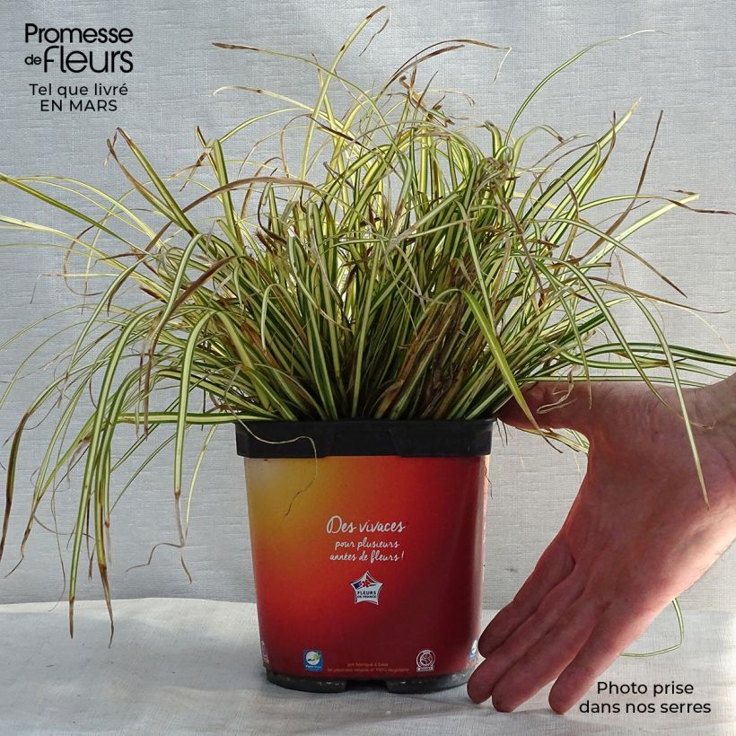 Spécimen de Carex oshimensis Evergold  Pot de 2L/3L tel que livré en hiver