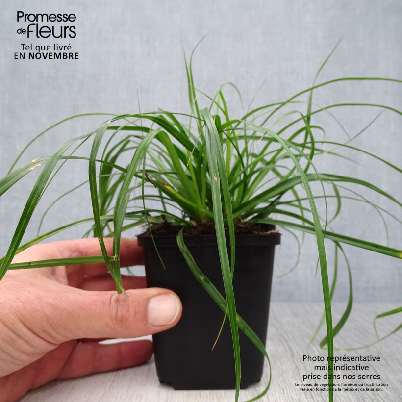 Spécimen de Carex oshimensis Evergreen - Laîche d'Oshima  Godet de 8/9 cm tel que livré en automne