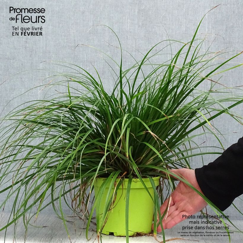 Spécimen de Carex oshimensis Evergreen - Laîche d'Oshima  Pot de 2L/3L tel que livré en hiver