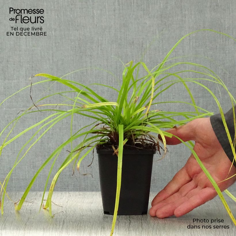 Spécimen de Carex oshimensis Everillo - Laîche d'Oshima Godet de 8/9 cm tel que livré en hiver
