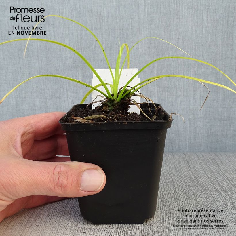 Spécimen de Carex oshimensis Everillo - Laîche d'Oshima Godet de 8/9 cm tel que livré en automne