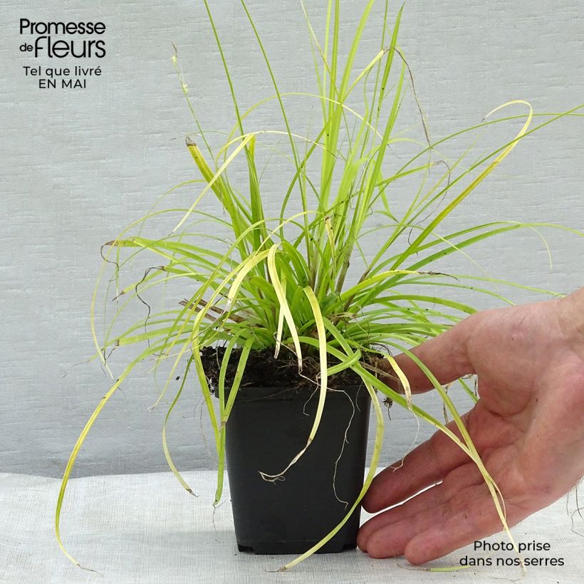 Spécimen de Carex oshimensis Everillo - Laîche d'Oshima Godet de 8/9 cm tel que livré au printemps