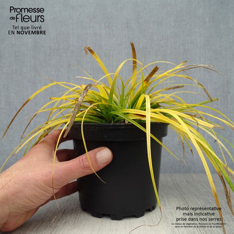 Spécimen de Carex oshimensis Everillo - Laîche d'Oshima Pot de 2L/3L tel que livré en automne