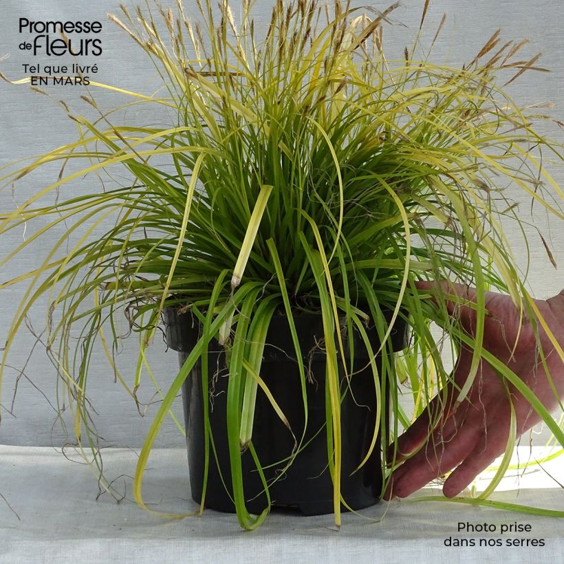 Spécimen de Carex oshimensis Everillo - Laîche d'Oshima Pot de 2L/3L tel que livré au printemps