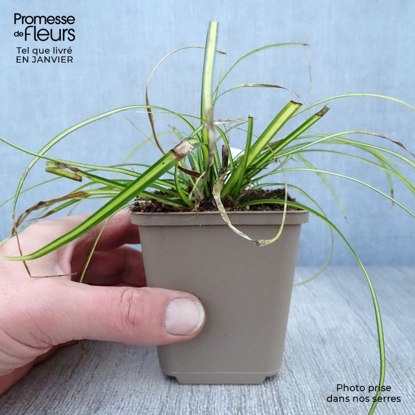Spécimen de Carex oshimensis Eversheen - Laîche d'Oshima Godet de 8/9 cm tel que livré en hiver