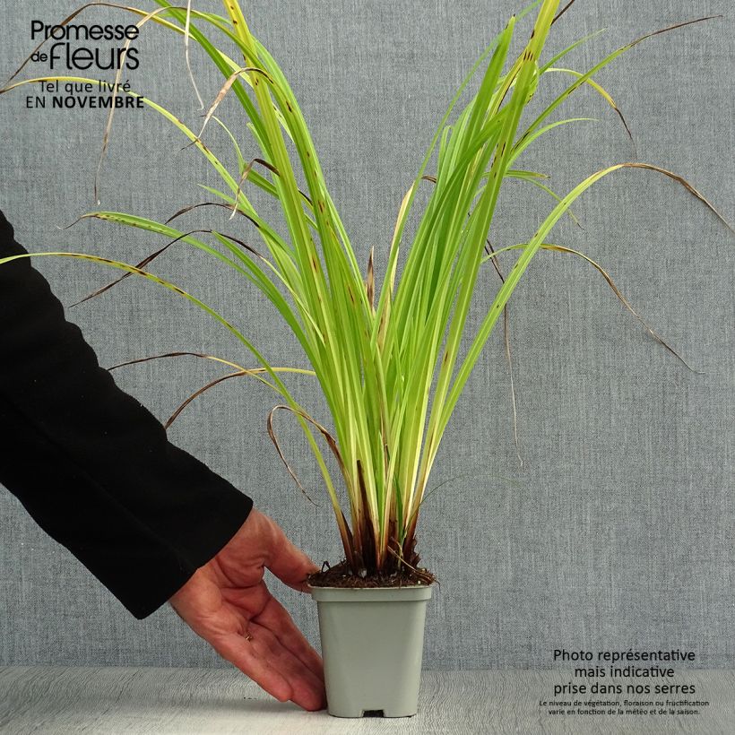 Spécimen de Carex pendula - Laîche pendante Godet de 8/9 cm tel que livré en automne