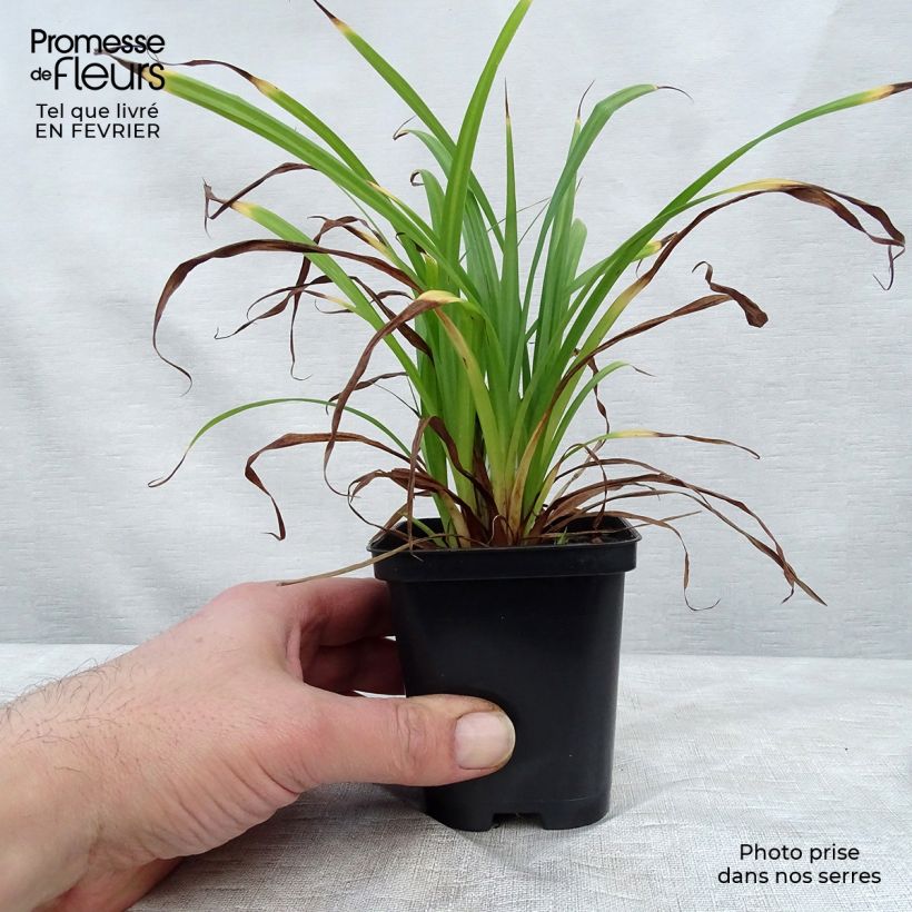 Spécimen de Carex pendula - Laîche pendante Godet de 8/9 cm tel que livré en hiver