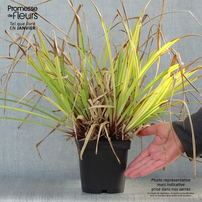 Spécimen de Carex pendula - Laîche pendante Pot de 2L/3L tel que livré en hiver