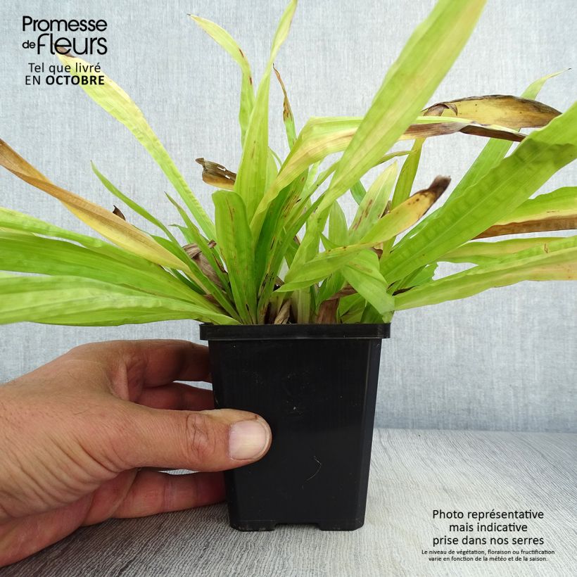 Spécimen de Carex plantaginea - Laîche à feuilles larges Godet de 8/9 cm tel que livré en automne
