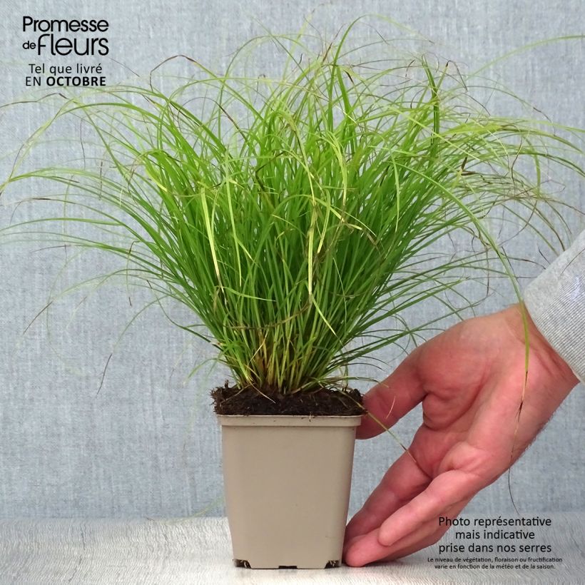 Spécimen de Carex remota - Laîche espacée Godet de 8/9 cm tel que livré en automne