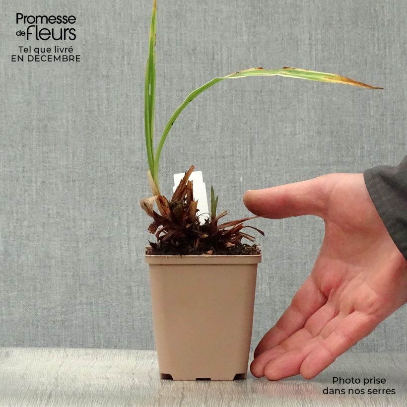Spécimen de Carex siderosticha Variegata - Laîche Godet de 8/9 cm tel que livré en hiver
