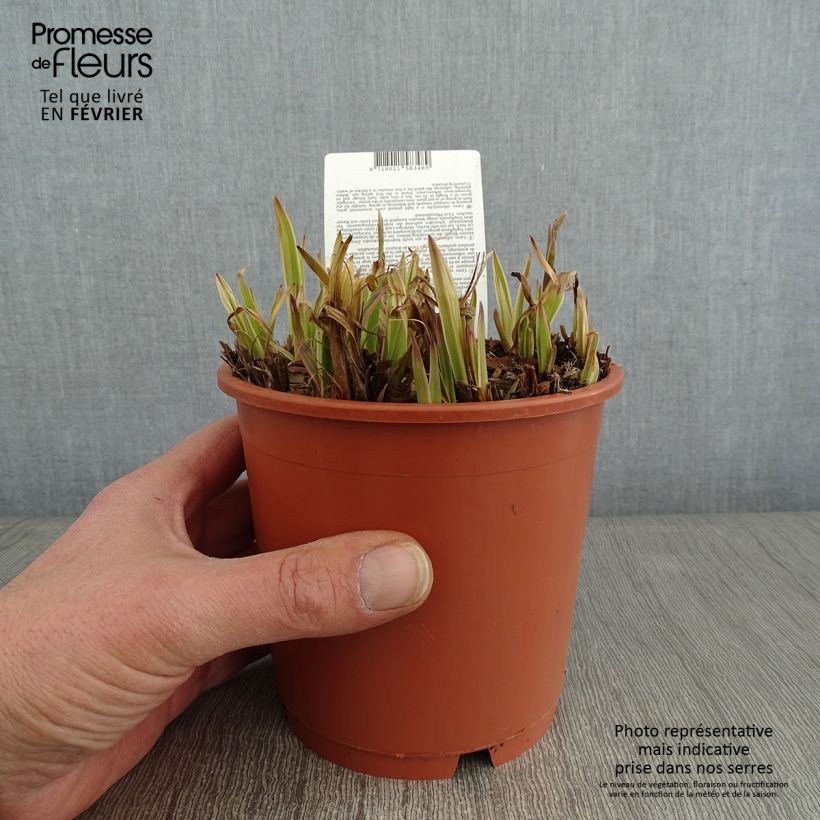 Spécimen de Carex siderosticha Variegata - Laîche Pot de 1L/1,5L tel que livré en hiver