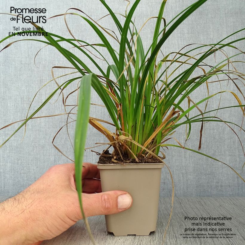 Spécimen de Carex sylvatica - Laîche des bois Godet de 8/9 cm tel que livré en automne