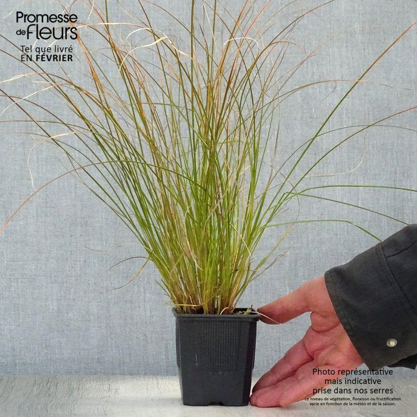 Spécimen de Carex testacea Lime Shine - Laîche Godet de 8/9 cm tel que livré en hiver