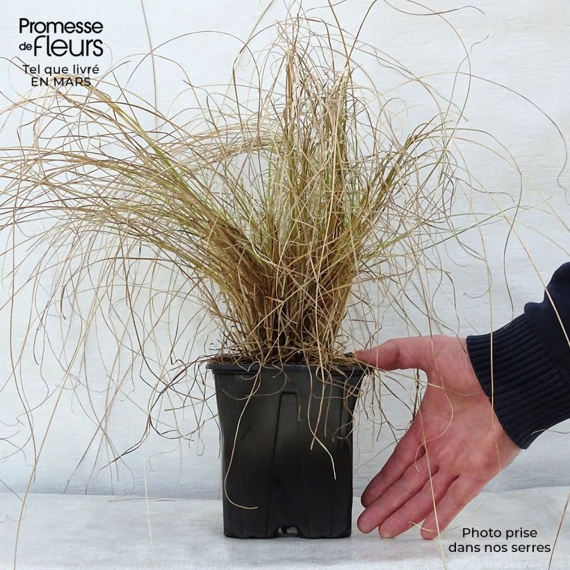 Spécimen de Carex testacea Lime Shine - Laîche Pot de 2L/3L tel que livré au printemps