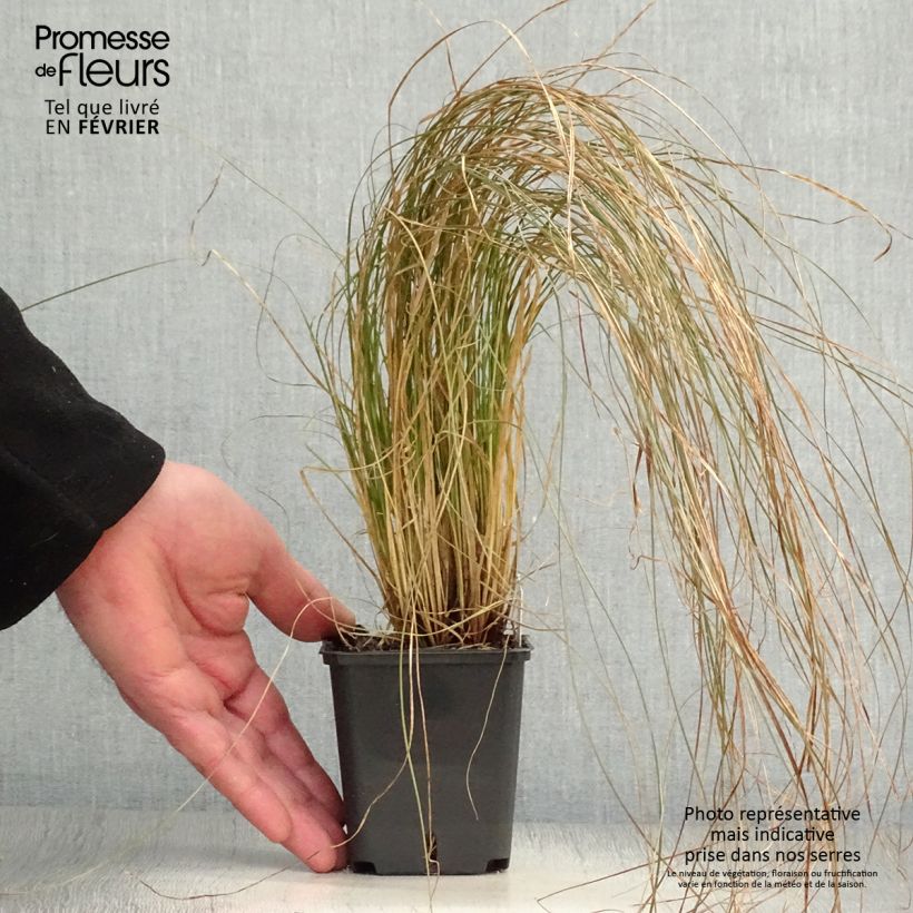 Spécimen de Carex testacea Prairie Fire - Laîche orange Godet de 8/9 cm tel que livré en hiver