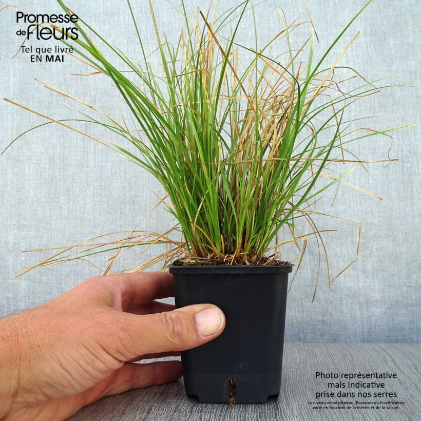 Spécimen de Carex testacea Prairie Fire - Laîche orange Godet de 8/9 cm tel que livré au printemps