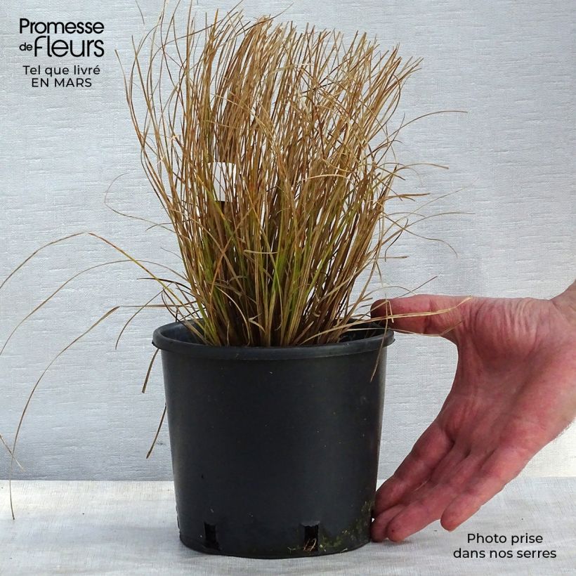 Spécimen de Carex testacea Prairie Fire - Laîche orange Pot de 2L/3L tel que livré en hiver