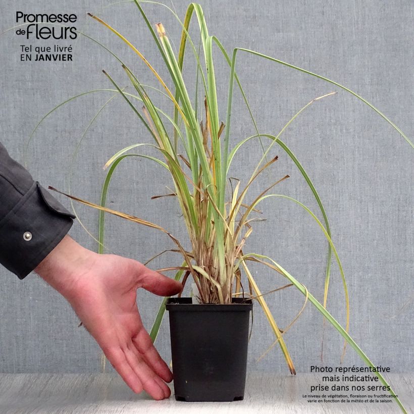 Spécimen de Carex trifida Rekohu Sunrise - Laîche Godet de 8/9 cm tel que livré en hiver