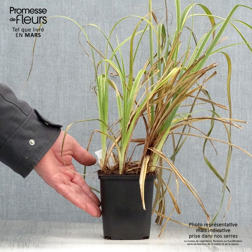 Spécimen de Carex trifida Rekohu Sunrise - Laîche Godet de 8/9 cm tel que livré au printemps