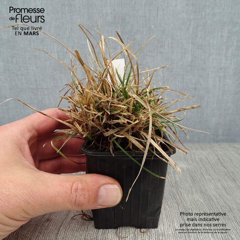 Spécimen de Carex umbrosa - Laîche des ombrages Godet de 8/9 cm tel que livré en hiver