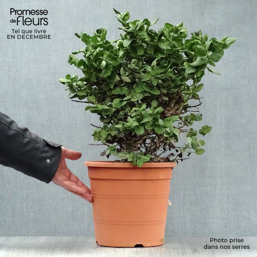 Spécimen de Carissa macrocarpa - Prunier du Natal Pot de 7,5L/10L tel que livré en hiver