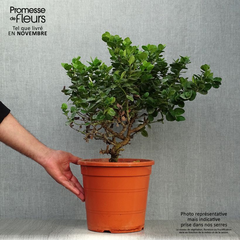 Spécimen de Carissa macrocarpa - Prunier du Natal Pot de 7,5L/10L tel que livré en automne