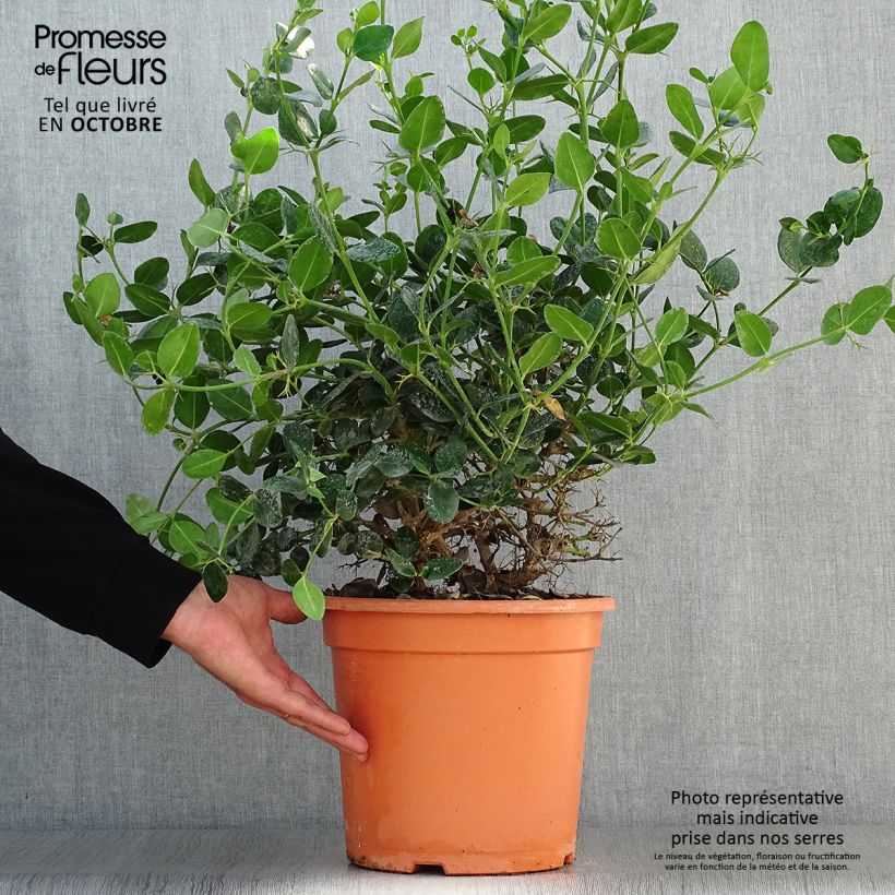 Spécimen de Carissa macrocarpa prostrata - Prunier du Natal Pot de 7,5L/10L tel que livré en automne